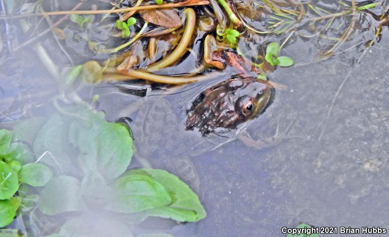 Chiricahua Leopard Frog (Lithobates chiricahuensis)