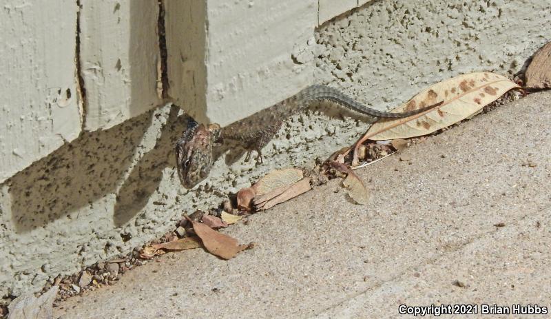 Yarrow's Lizard (Sceloporus jarrovii)