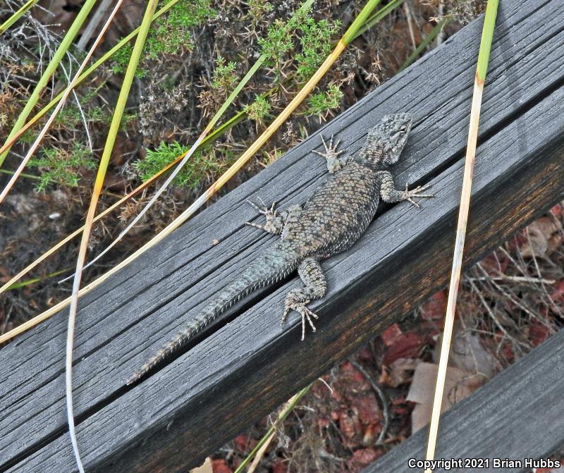 Yarrow's Lizard (Sceloporus jarrovii)