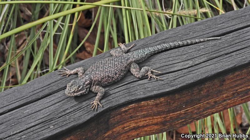 Yarrow's Lizard (Sceloporus jarrovii)