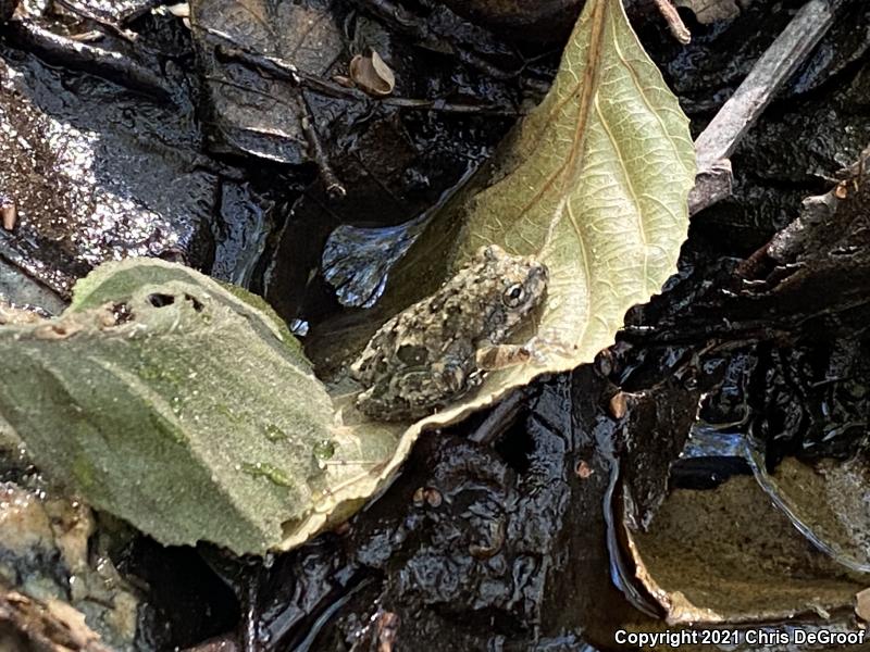 California Treefrog (Pseudacris cadaverina)