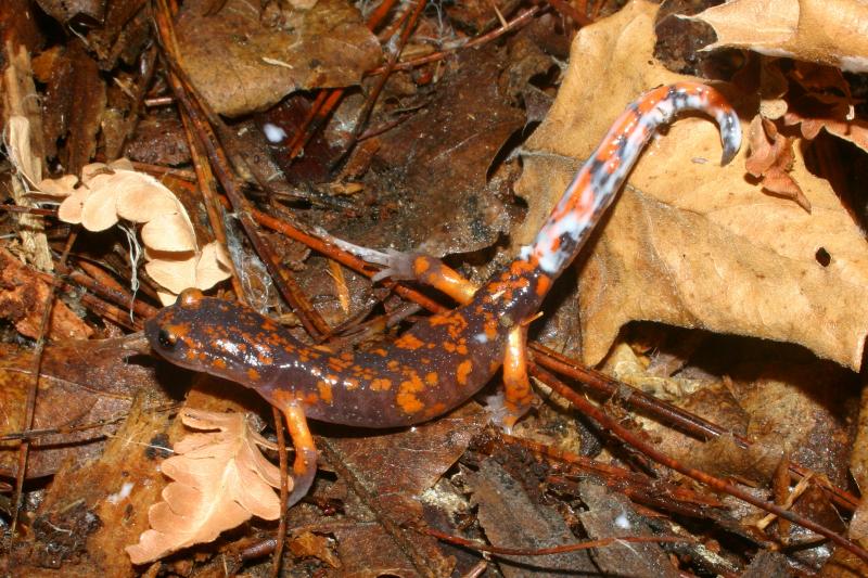 Sierra Nevada Ensatina (Ensatina eschscholtzii platensis)