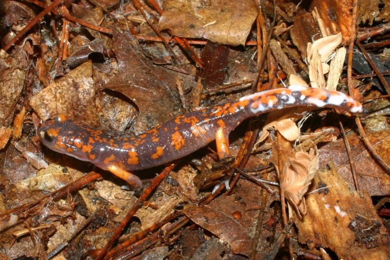 Sierra Nevada Ensatina (Ensatina eschscholtzii platensis)