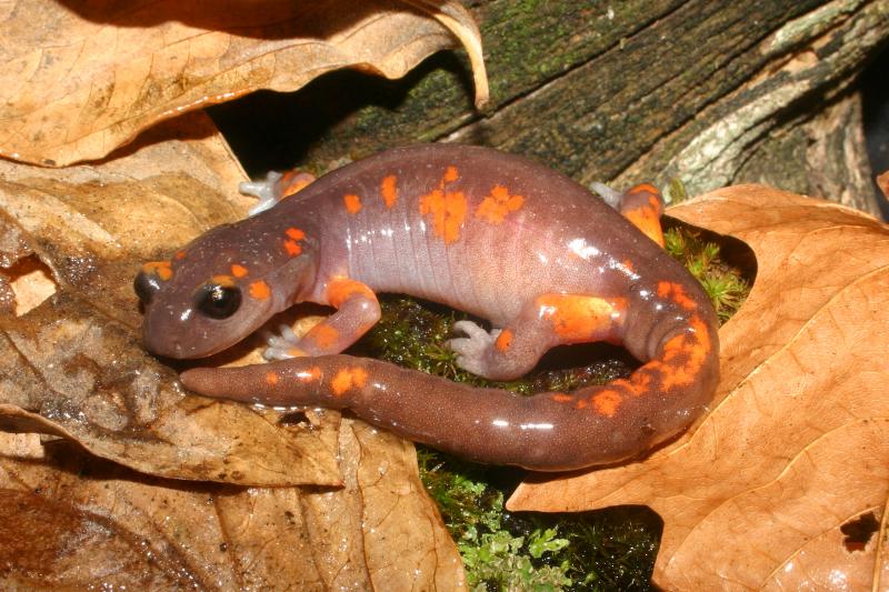 Sierra Nevada Ensatina (Ensatina eschscholtzii platensis)