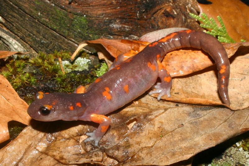 Sierra Nevada Ensatina (Ensatina eschscholtzii platensis)