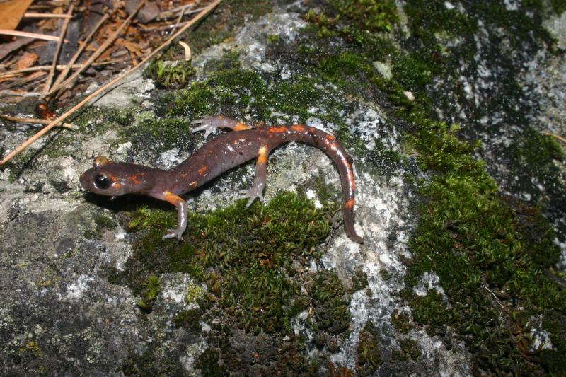 Sierra Nevada Ensatina (Ensatina eschscholtzii platensis)