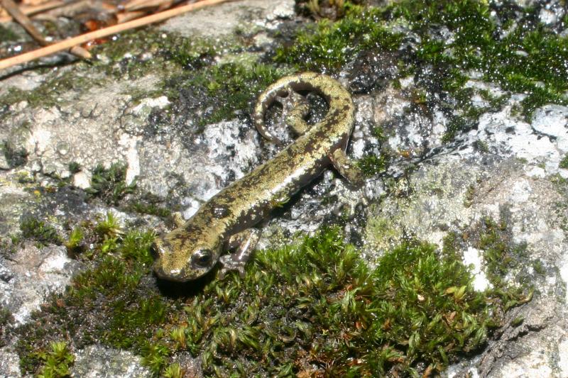 Mount Lyell Salamander (Hydromantes platycephalus)