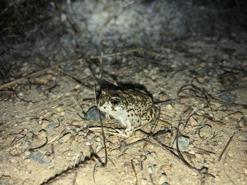 Western Spadefoot (Spea hammondii)