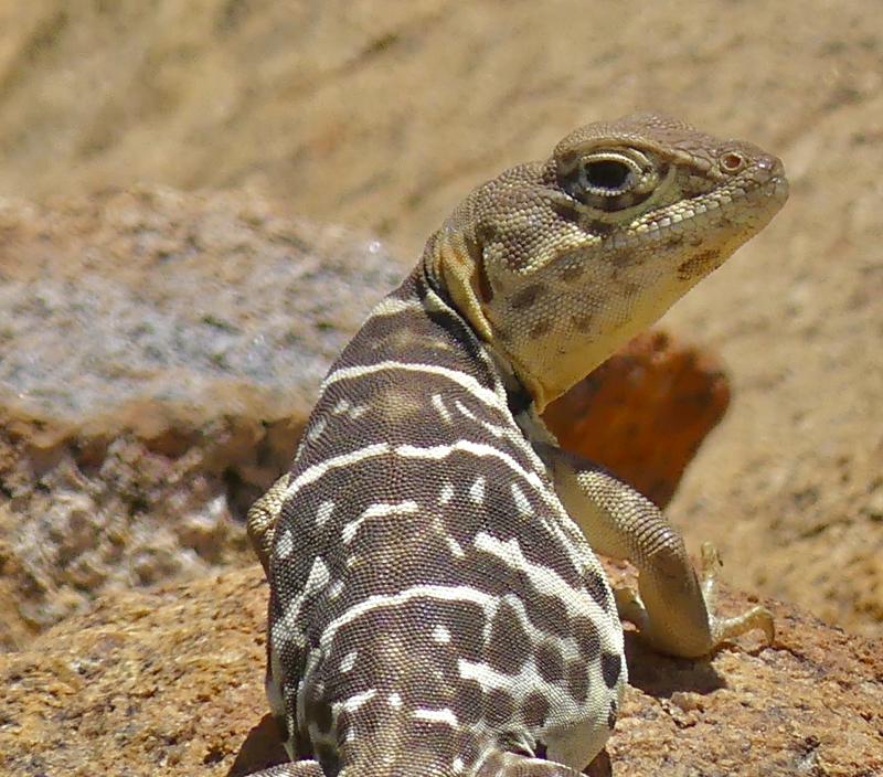 Baja California Collared Lizard (Crotaphytus vestigium)