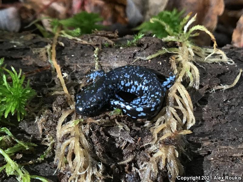 Blue-spotted Salamander (Ambystoma laterale)