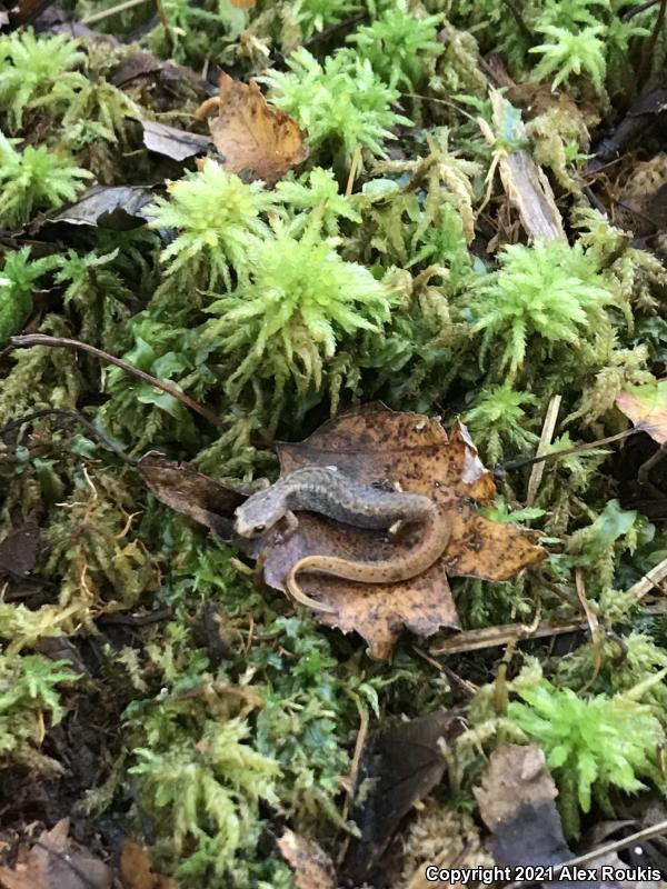 Four-toed Salamander (Hemidactylium scutatum)