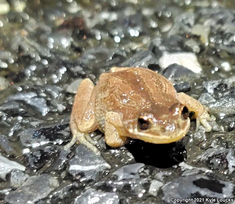 New Jersey Chorus Frog (Pseudacris kalmi)