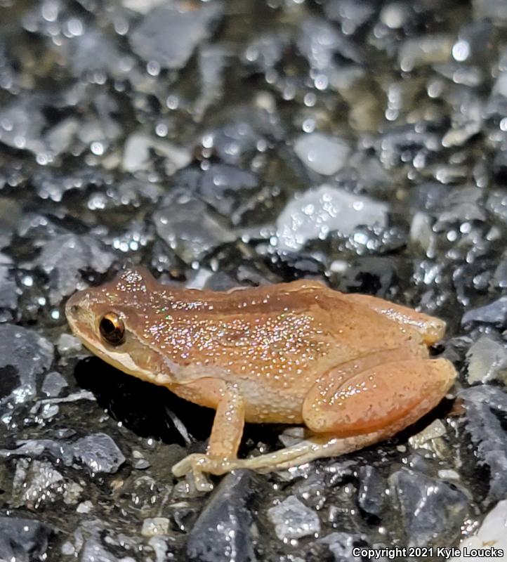 New Jersey Chorus Frog (Pseudacris kalmi)