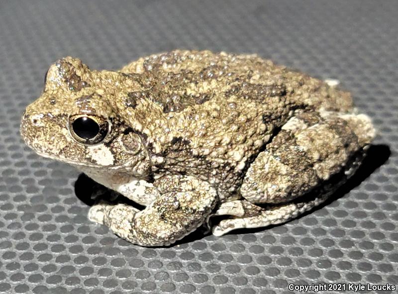 Cope's Gray Treefrog (Hyla chrysoscelis)