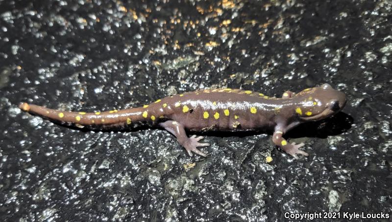 Spotted Salamander (Ambystoma maculatum)