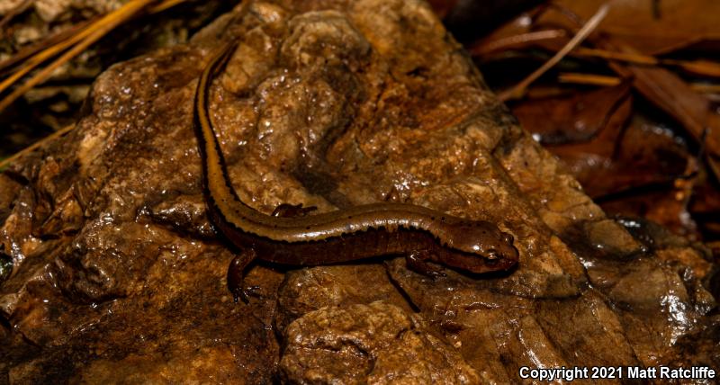 Dark-sided Salamander (Eurycea aquatica)