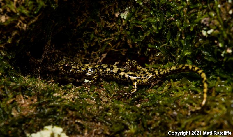 Green Salamander (Aneides aeneus)