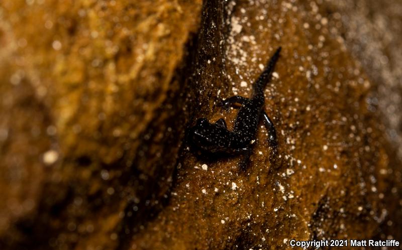 Mississippi Slimy Salamander (Plethodon mississippi)