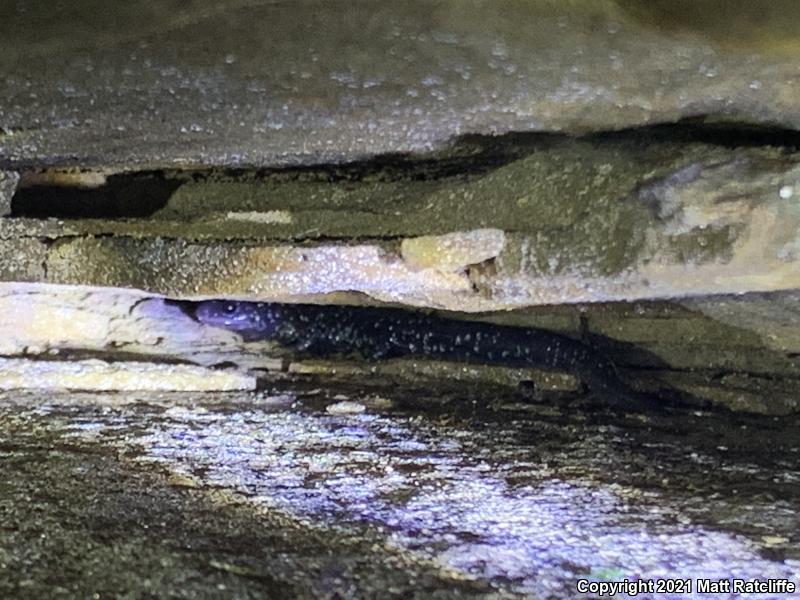 Mississippi Slimy Salamander (Plethodon mississippi)