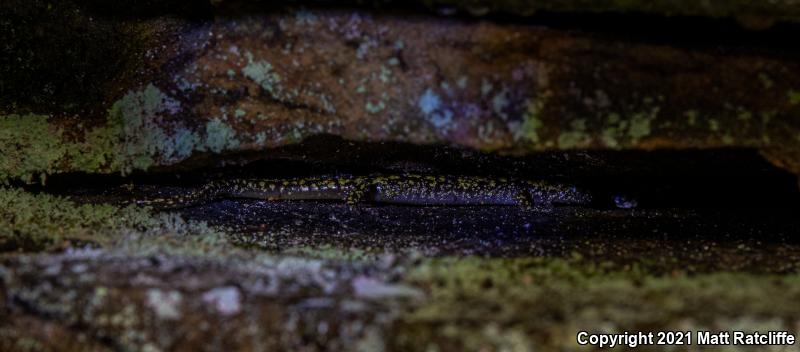 Green Salamander (Aneides aeneus)