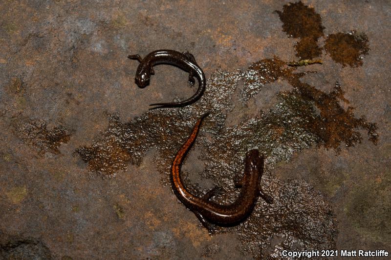 Southern Zigzag Salamander (Plethodon ventralis)