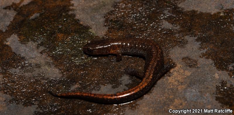 Southern Zigzag Salamander (Plethodon ventralis)