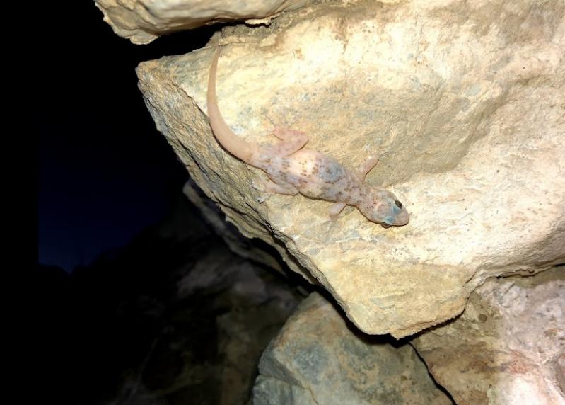 Peninsula Leaf-toed Gecko (Phyllodactylus nocticolus nocticolus)