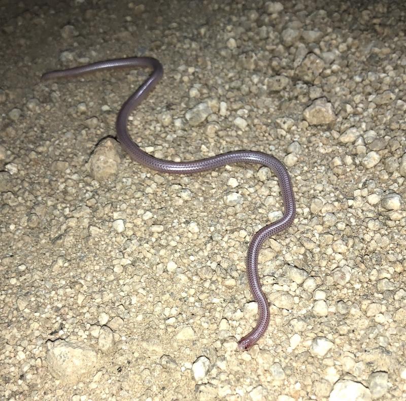 Desert Threadsnake (Leptotyphlops humilis cahuilae)