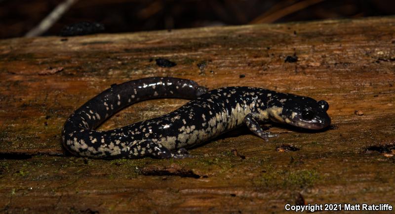 Mississippi Slimy Salamander (Plethodon mississippi)