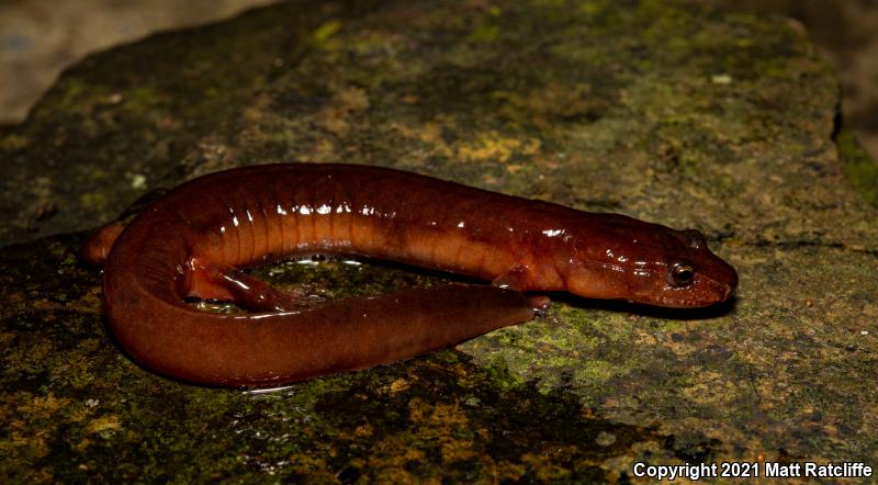 Northern Spring Salamander (Gyrinophilus porphyriticus porphyriticus)