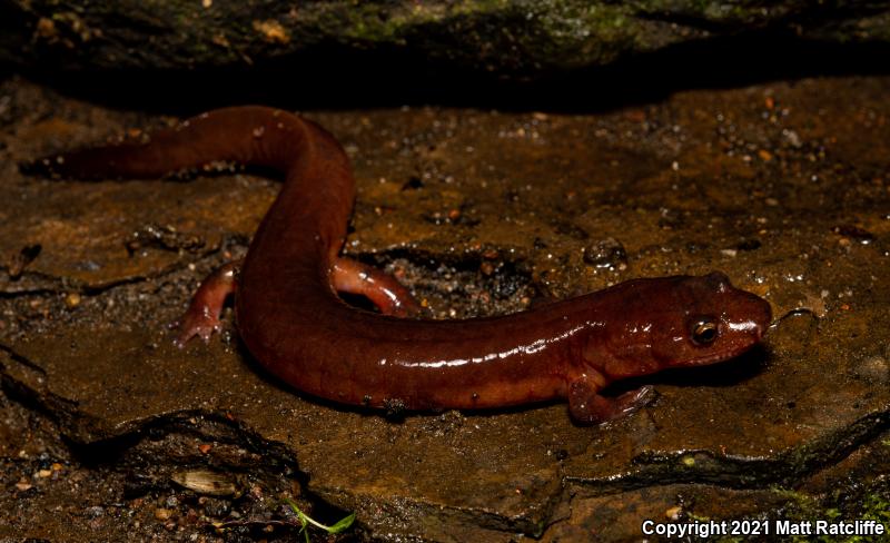 Northern Spring Salamander (Gyrinophilus porphyriticus porphyriticus)