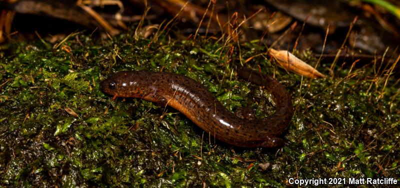 Gulf Coast Mud Salamander (Pseudotriton montanus flavissimus)