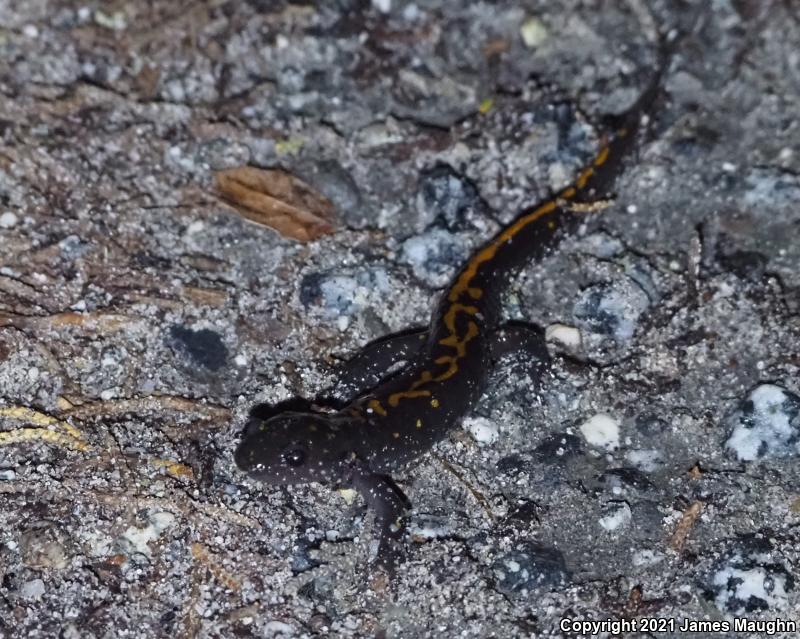 Santa Cruz Long-toed Salamander (Ambystoma macrodactylum croceum)