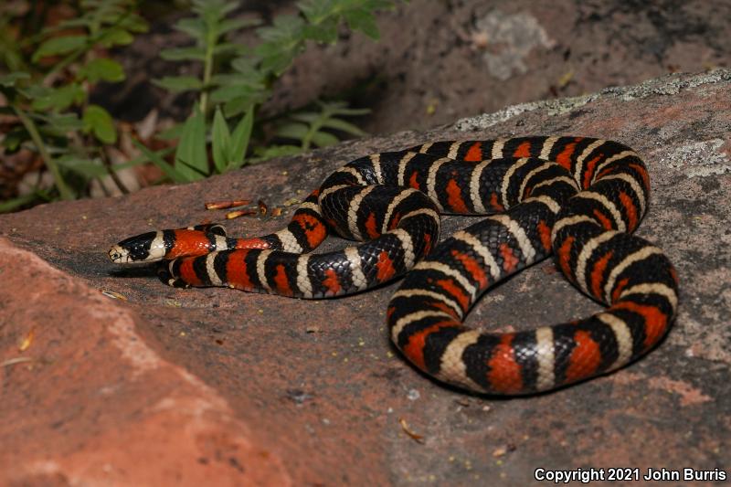 Utah Mountain Kingsnake (Lampropeltis pyromelana infralabialis)