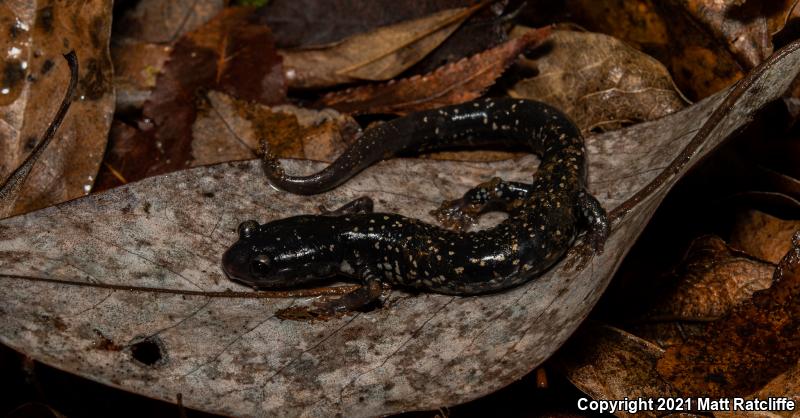 Southeastern Slimy Salamander (Plethodon grobmani)