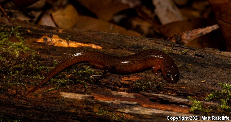 Gulf Coast Mud Salamander (Pseudotriton montanus flavissimus)