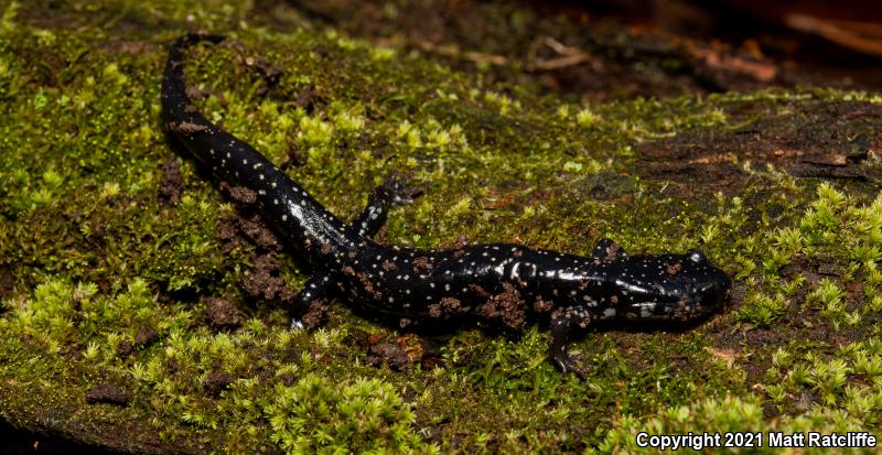 Southeastern Slimy Salamander (Plethodon grobmani)