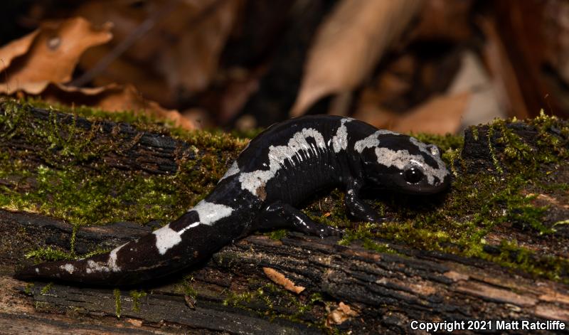 Marbled Salamander (Ambystoma opacum)