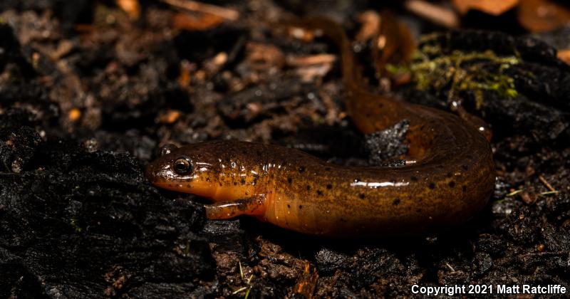 Gulf Coast Mud Salamander (Pseudotriton montanus flavissimus)