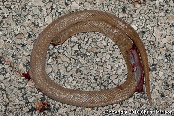 Freminville's Scorpion-eating Snake (Stenorrhina freminvillei)