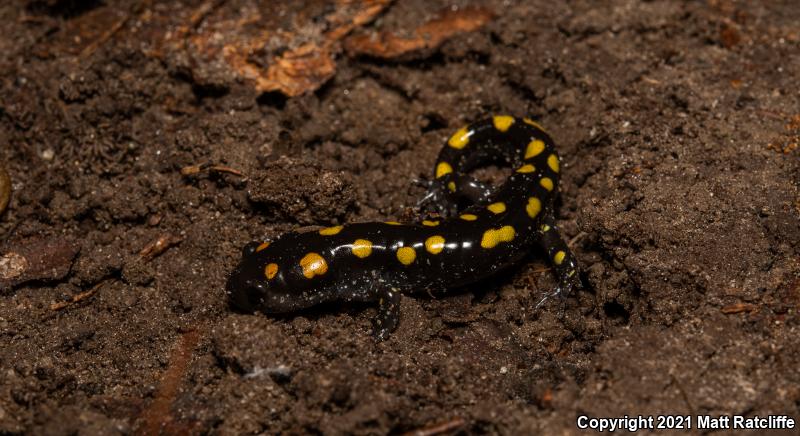 Spotted Salamander (Ambystoma maculatum)