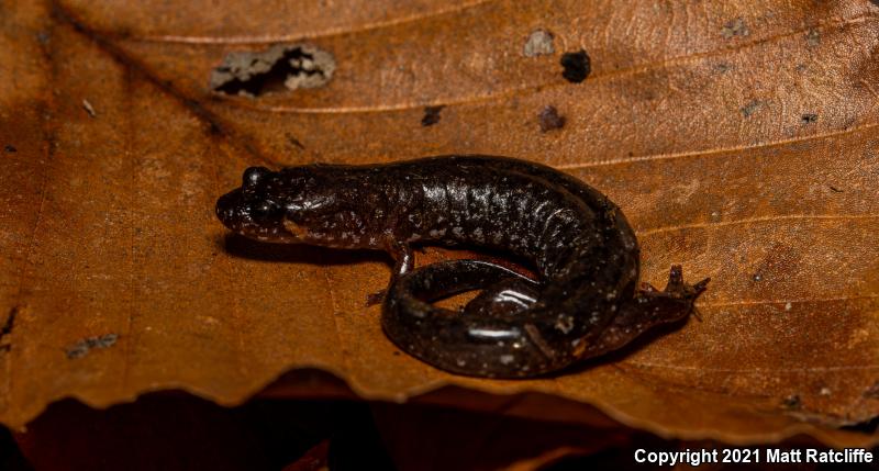 Apalachicola Dusky Salamander (Desmognathus apalachicolae)