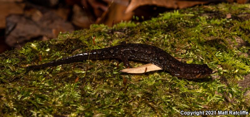 Apalachicola Dusky Salamander (Desmognathus apalachicolae)