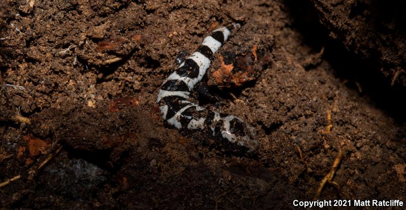 Marbled Salamander (Ambystoma opacum)