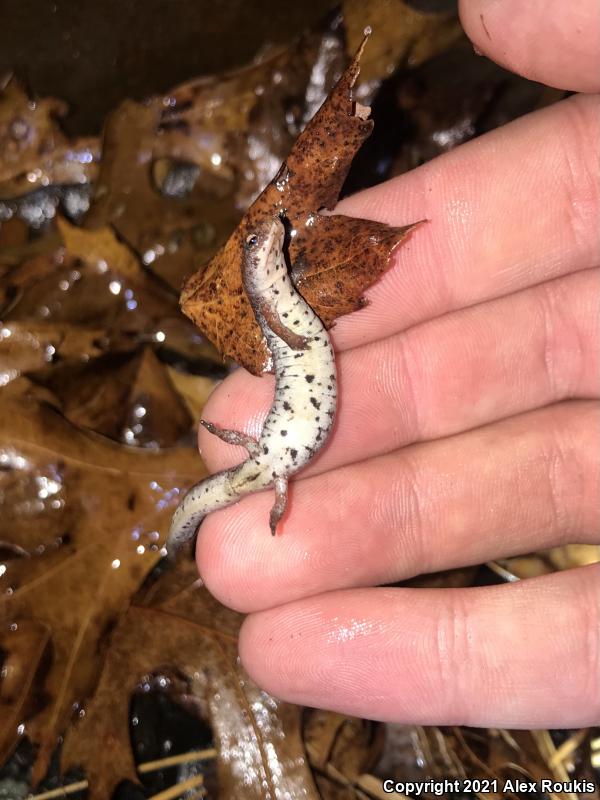 Four-toed Salamander (Hemidactylium scutatum)