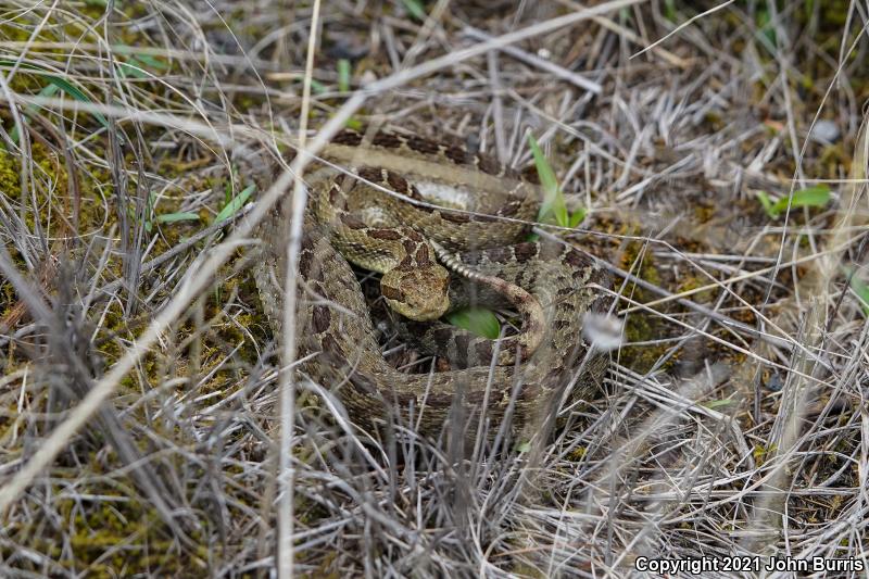 Mexican Dusky Rattlesnake (Crotalus triseriatus triseriatus)