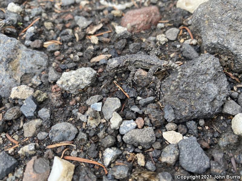 Mesquite Lizard (Sceloporus grammicus microlepidotus)