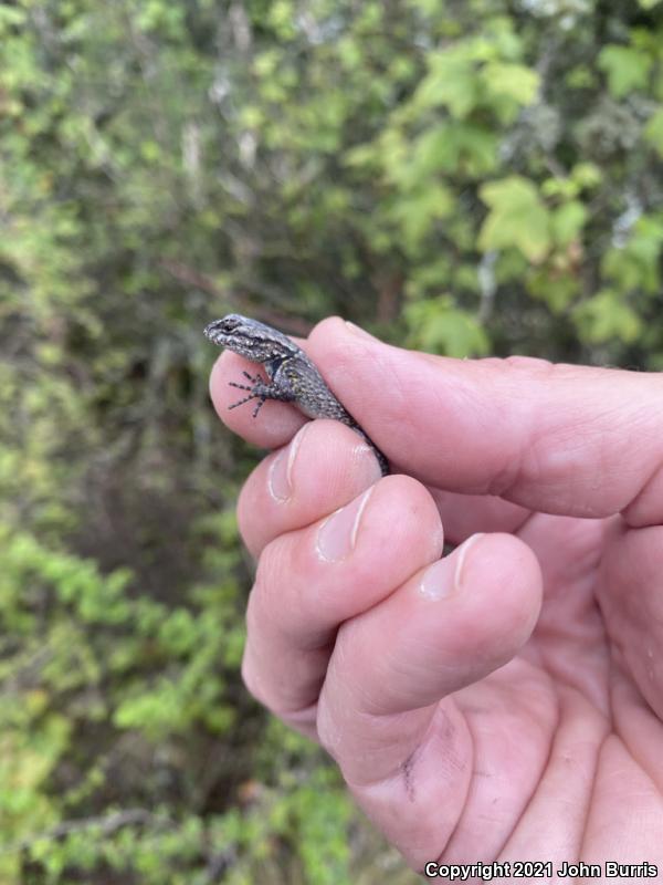 Mesquite Lizard (Sceloporus grammicus microlepidotus)