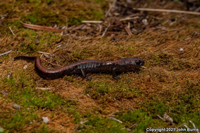 Leprous False Brook Salamander (Pseudoeurycea leprosa)