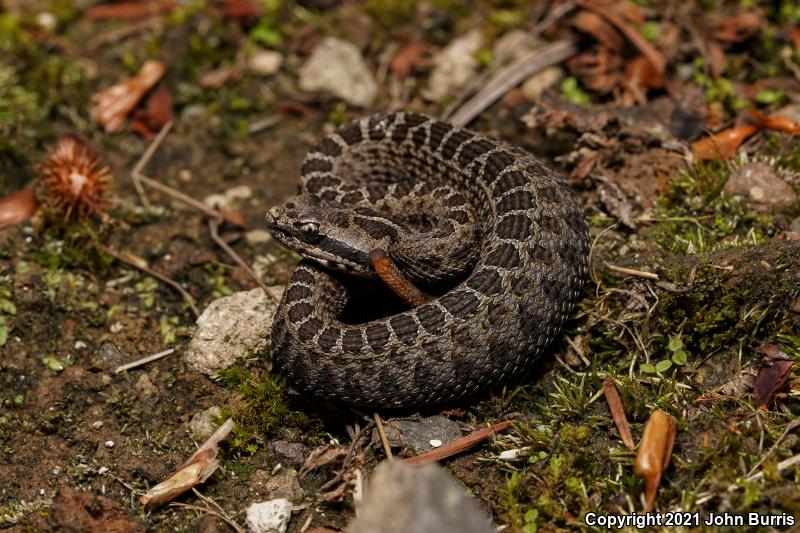 Mexican Dusky Rattlesnake (Crotalus triseriatus triseriatus)